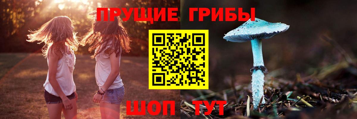 Псилоцибиновые грибы мицелий  продажа наркотиков  Холмск  Вход с VPN  Псилоцибиновые грибы Psilocybine cubensis 